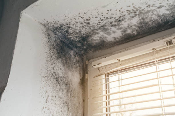 Affordable Mold Removal solutions in Marshall, MI