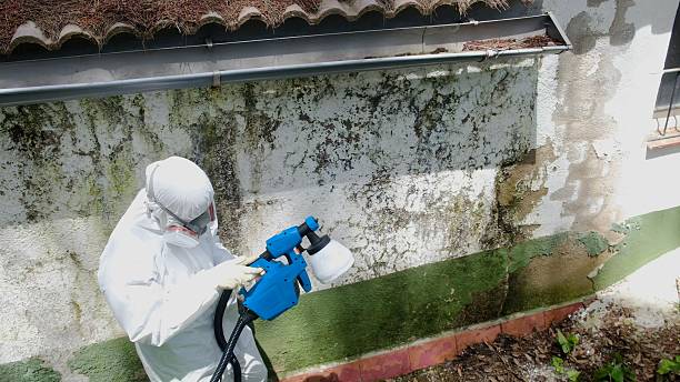 Top rated local Mold Removal specialists in Marshall, MI